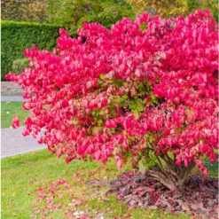 Euonymus Alatus Ciliatodentatus - Fusain Ailé