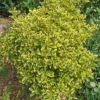 Euonymus Japonicus Aureomarginatus - Fusain Du Japon