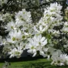 Exochorda Serratifolia Snow White - Arbre Aux Perles