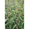 Fargesia Nitida Great Wall - Bambou Non Traçant