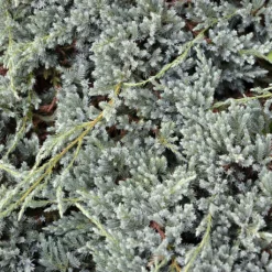 Genévrier écailleux - Juniperus Squamata Blue Spider