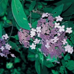 Hortensia - Hydrangea Aspera Villosa