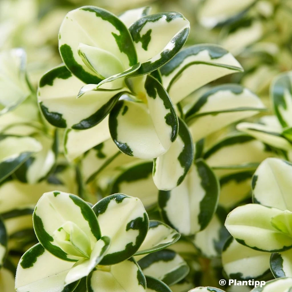 Hebe Leopard Spot - Véronique Arbustive