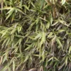 Hibanobambusa Tranquillans Shiroshima - Petit Bambou