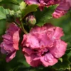 Hibiscus Syriacus Duc De Brabant - Althéa Double Rouge