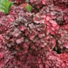 Hortensia - Hydrangea Macrophylla Chocolate Ever Belles Hokomachoko