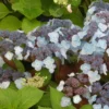 Hortensia - Hydrangea Serrata Shojo