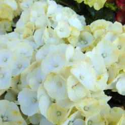 Hortensia - Hydrangea Macrophylla Caipirinha