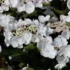 Hortensia - Hydrangea Macrophylla Choco Chic
