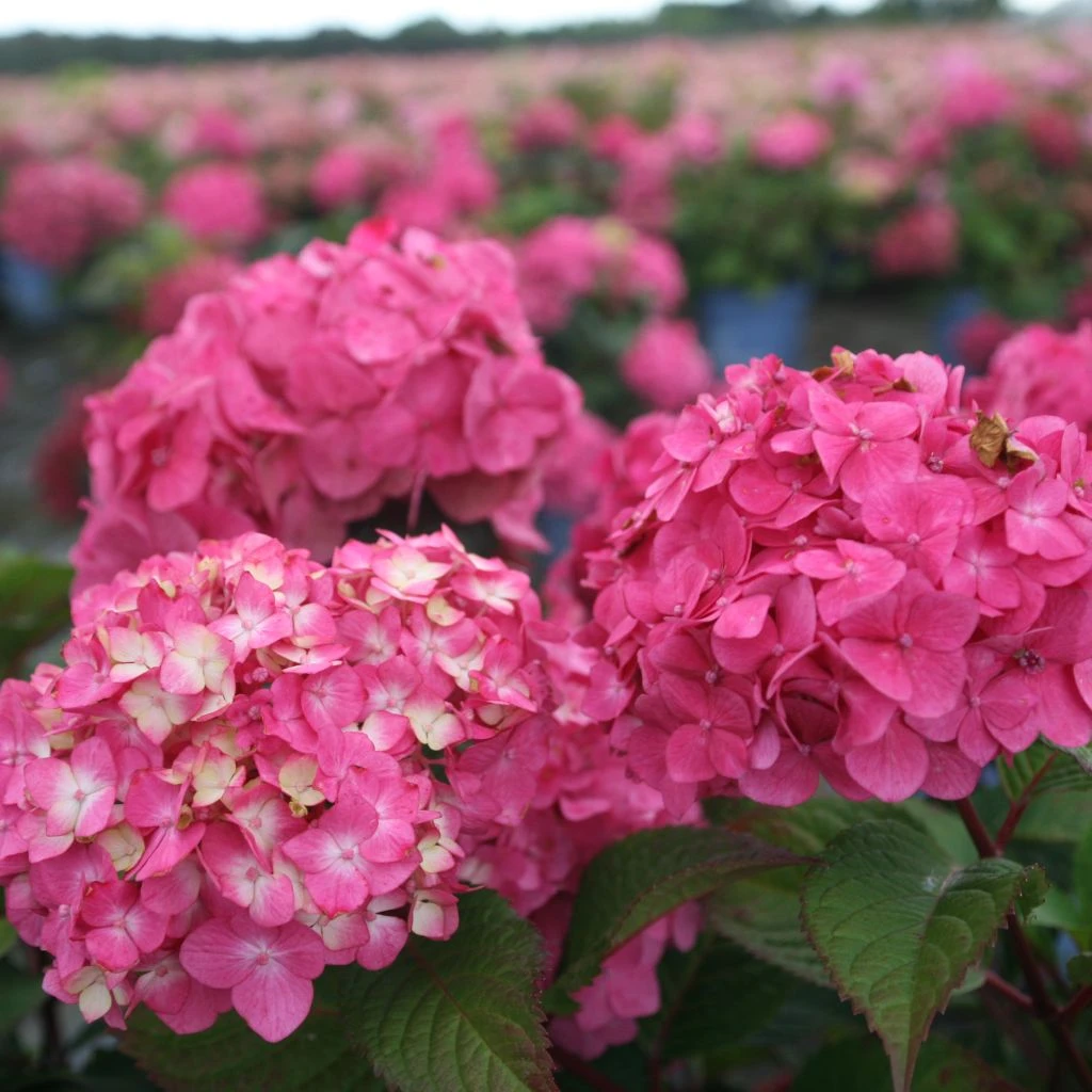 Hortensia - Hydrangea Macrophylla Endless Summer Bloomstar