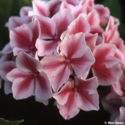Hortensia - Hydrangea Macrophylla Lady Nobuko