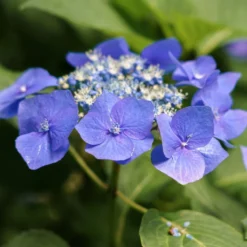 Hortensia Macrophylla Teller Blue
