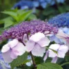 Hortensia - Hydrangea Serrata Klaveren