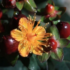 Hypericum Inodorum Magical Universe - Millepertuis