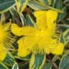 Millepertuis - Hypericum Calycinum Carnival