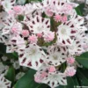 Kalmia Latifolia Windrose - Laurier Des Montagnes Blanc Et Brun Pourpré