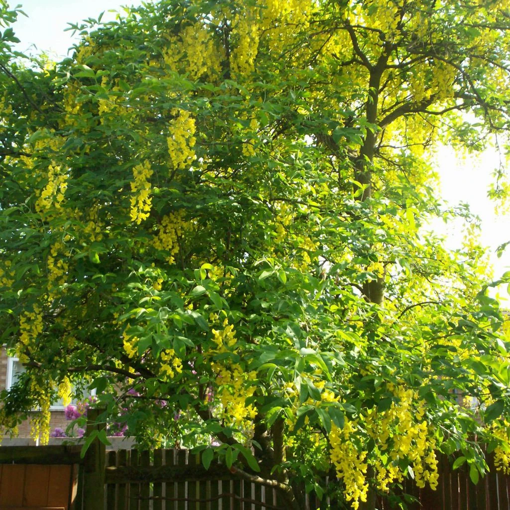 Laburnum Watereri Vossii - Cytise Pluie D'or