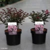 Lagerstroemia Indica Coral Magic - Lilas Des Indes