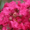 Lagerstroemia Indica Mon Panache - Lilas Des Indes