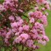 Lagerstroemia Indica Pink Grand Sud - Lilas Des Indes