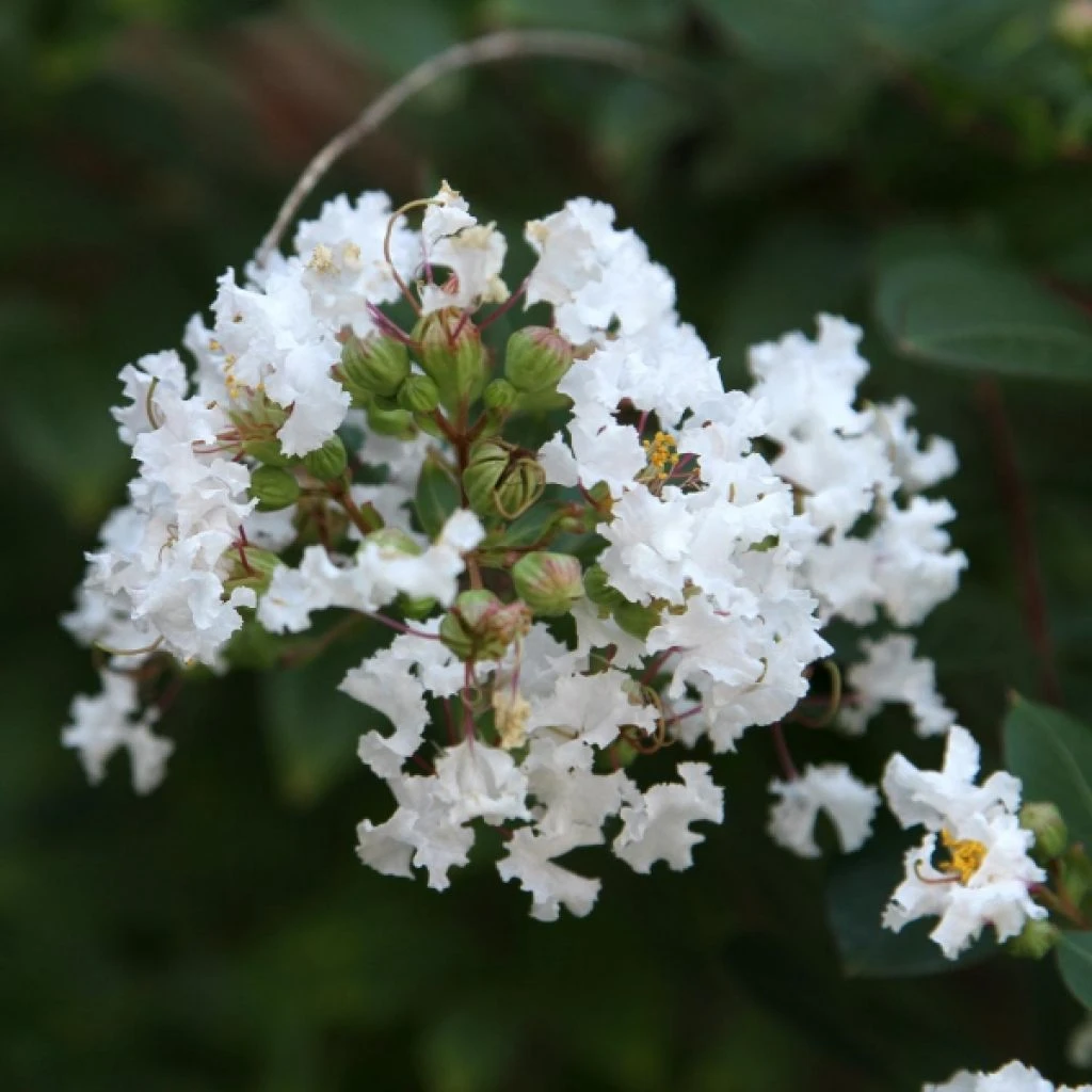 Lagerstroemia Indica Pixie White - Lilas Des Indes