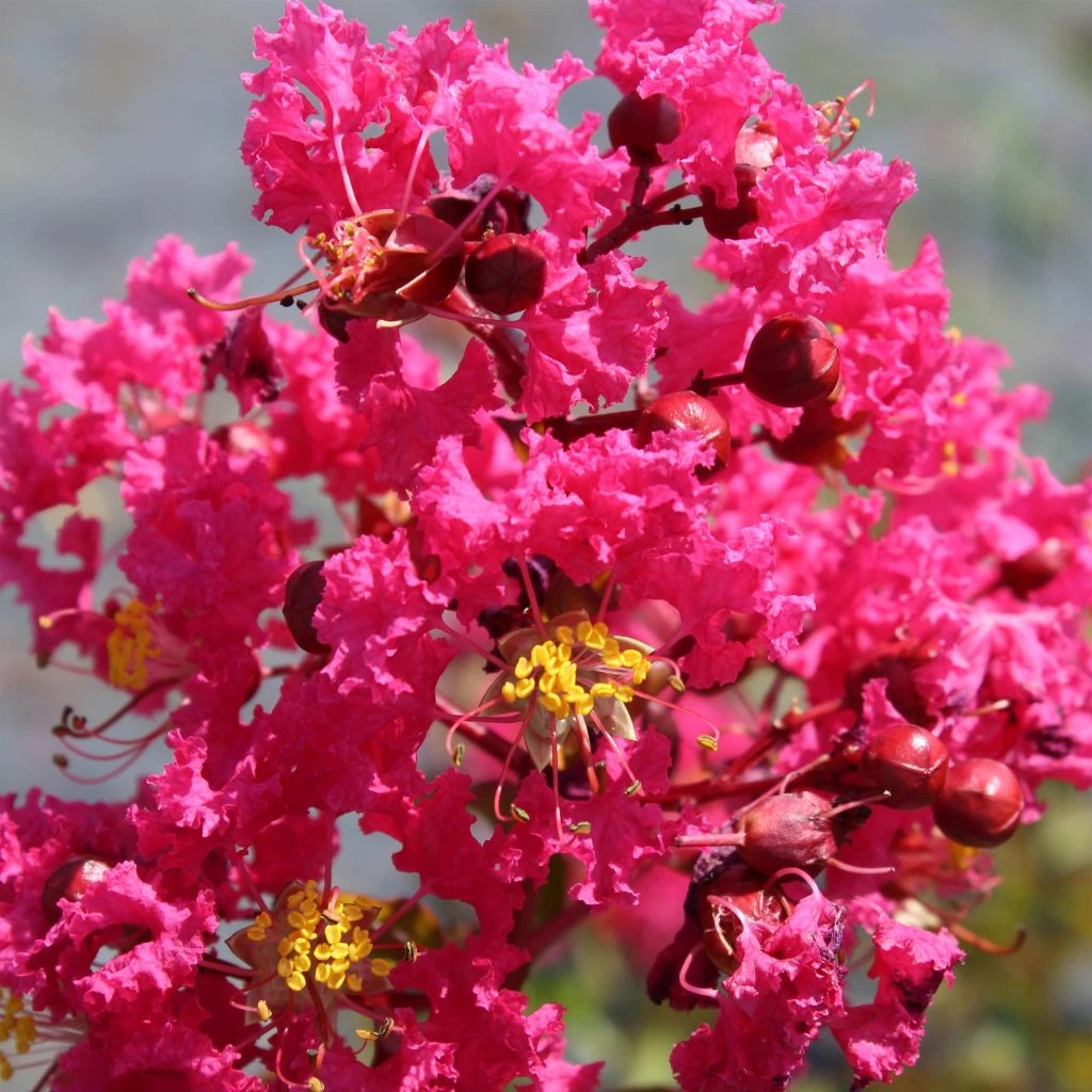 Lagerstroemia Indica Saint Emilion - Lilas Des Indes