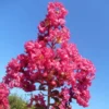 Lagerstroemia Indica Souvenir D'André Desmartis - Lilas Des Indes