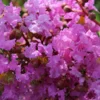 Lagerstroemia Indica Souvenir D'Hubert Puard - Lilas Des Indes