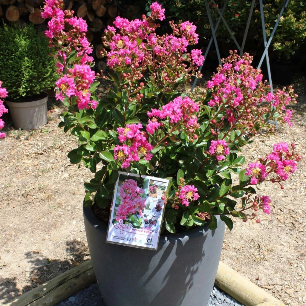 Lagerstroemia Indica Terrasse Rose - Lilas Des Indes