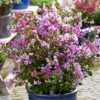 Lilas Des Indes - Lagerstroemia Indica Eternal With Love