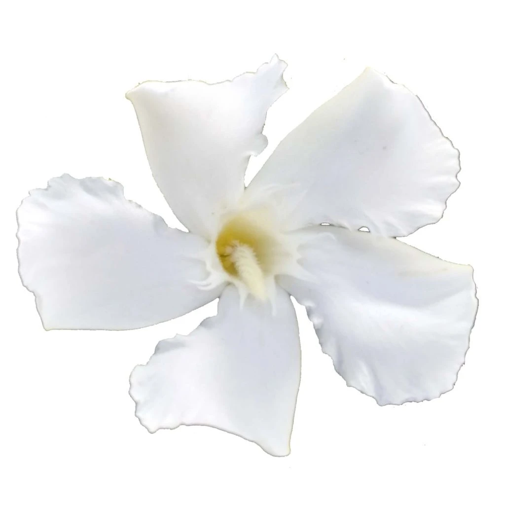 Laurier Rose Soeur Agnes - Nerium Oleander