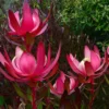Leucadendron Fireglow