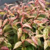 Leucothoe Fontanesiana Makijaz