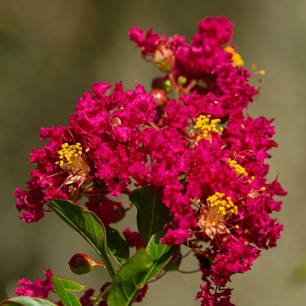 Lilas Des Indes - Lagerstroemia Indica Caroline Beauty