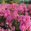 Lilas Des Indes - Lagerstroemia Indica Eveline