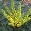 Mahonia Japonica Hivernant