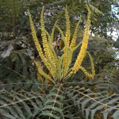 Mahonia Oiwakensis Subsp. Lomariifolia