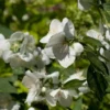 Seringat Des Jardins - Philadelphus Innocence