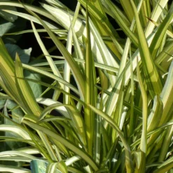 Phormium Cream Delight - Lin Des Montagnes.
