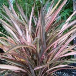 Phormium Rainbow Sunrise - Lin De Nouvelle-Zélande