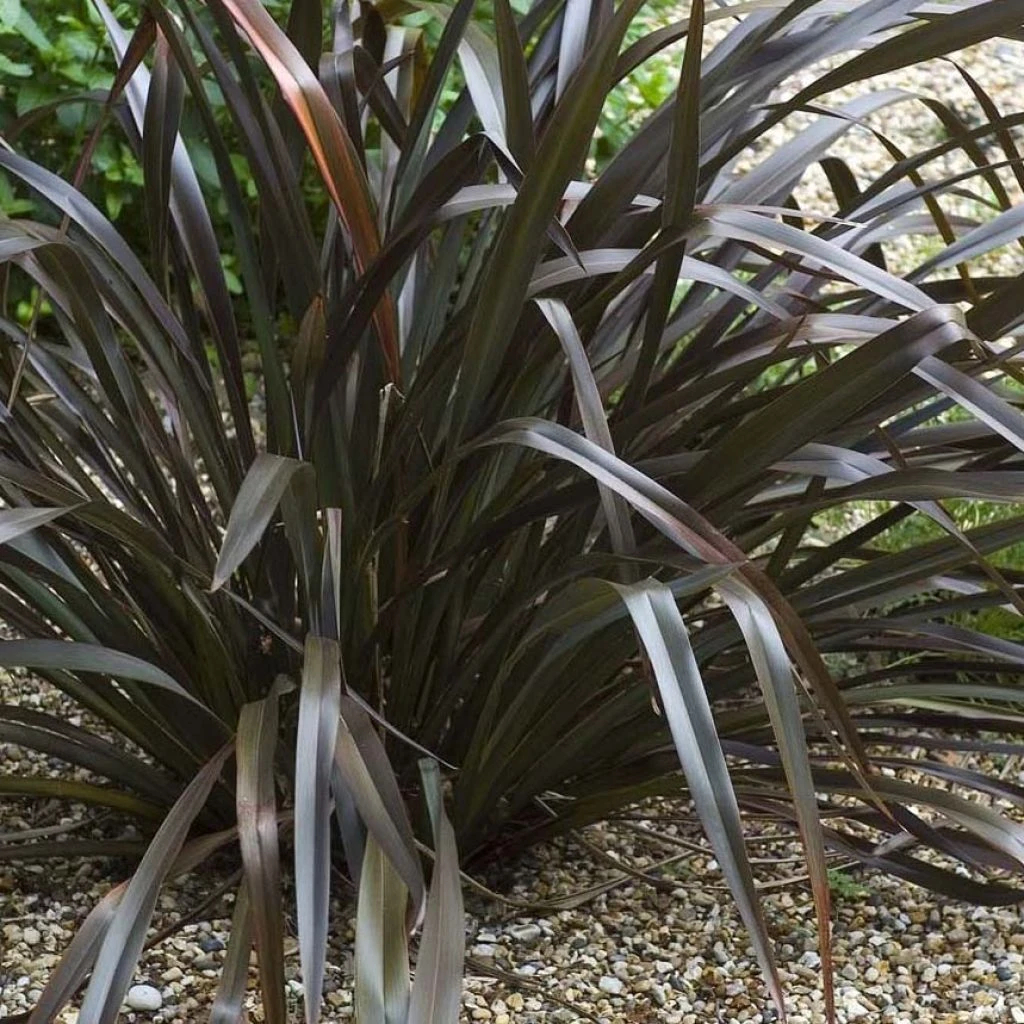 Phormium Cookianum Black Adder - Lin Des Montagnes.