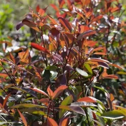 Photinia Fraseri Red Ballcoon
