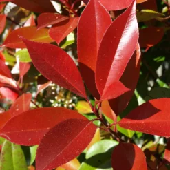 Photinia Fraseri Dynamo Red