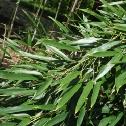 Phyllostachys Aureosulcata - Bambou Moyen