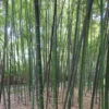 Phyllostachys Glauca - Bambou Moyen