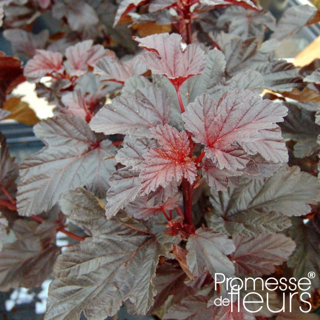 Physocarpe Ă Feuilles D'Obier - Physocarpus Opulifolius Rubella