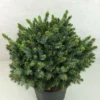 Epicea De Serbie - Picea Omorika Morava