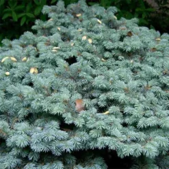 Epicea Bleu - Picea Pungens Glauca Globosa