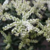 Pieris Japonica Debutante - Andromède Du Japon