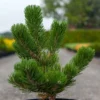 Pin Noir - Pinus Nigra Oregon Green